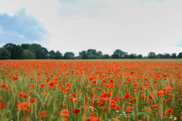 An expansive field with vibrant red flowers and a distant forest.