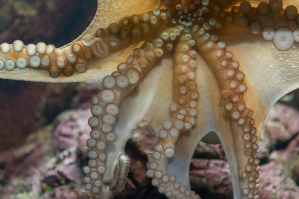 A detailed close-up shot of octopus tentacles.