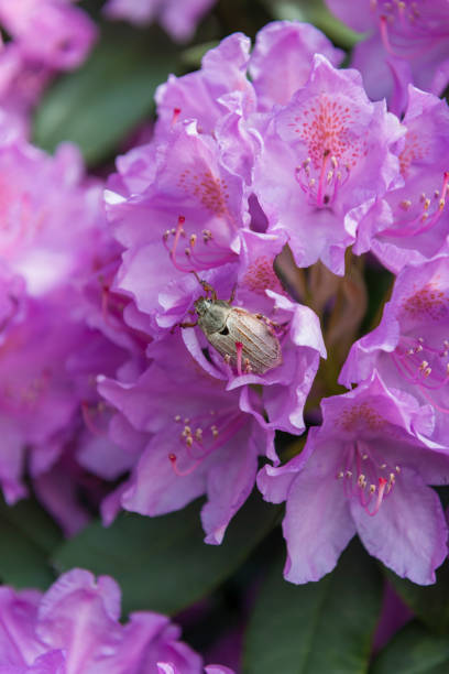 istock Closeup of a single bug on purple flowers. 2156068378