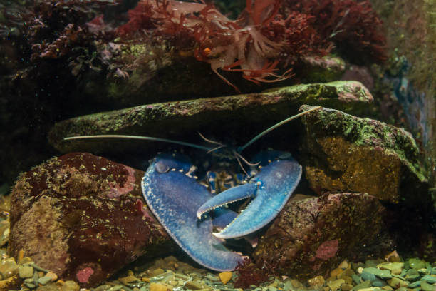 Blue lobster and various marine creatures in a tank with water.