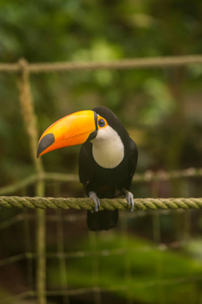 istock Toco toucan perched on an outdoor rope. 2156068406