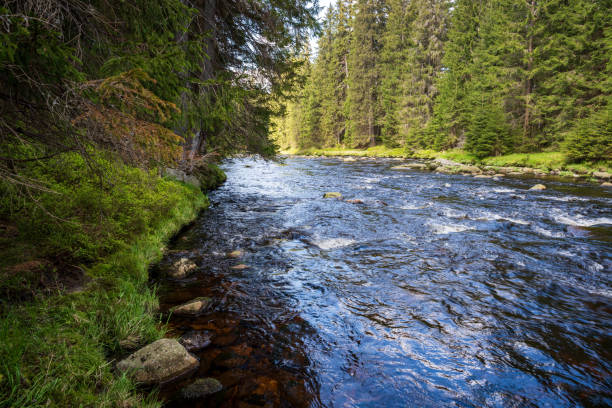 A river flowing through dense green forest next to woodland area