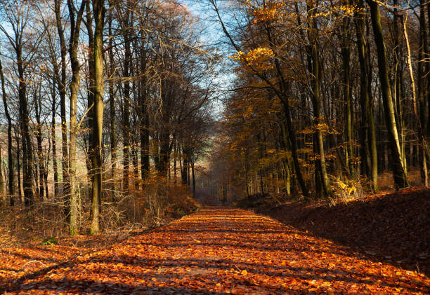 A photo of autumnAutumn - natural background
