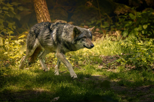 istock Solitary wolf strolling in the forest towards a tree trunk 2156068700