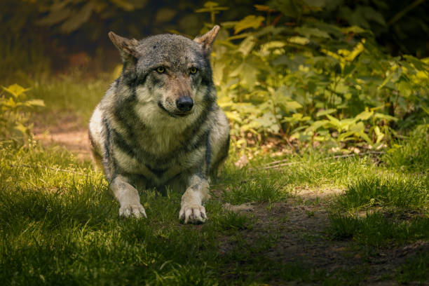 Close-Up of a Wolf with a Noble Gaze