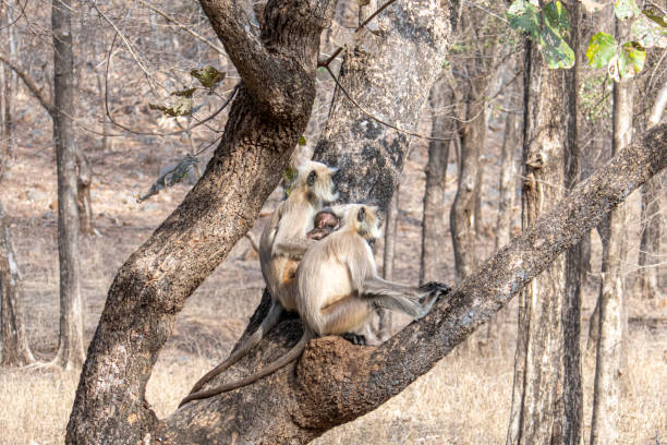 istock Semnpithecus monkeys, mother and child, in Ranthambore National Park, India. 2156068848