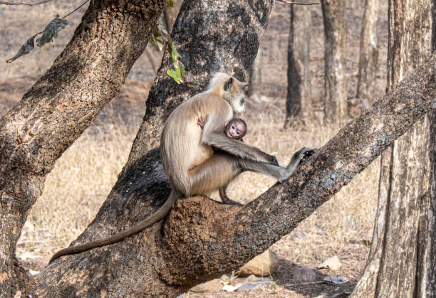 istock Semnpithecus monkeys, mother and child, in Ranthambore National Park, India. 2156068849