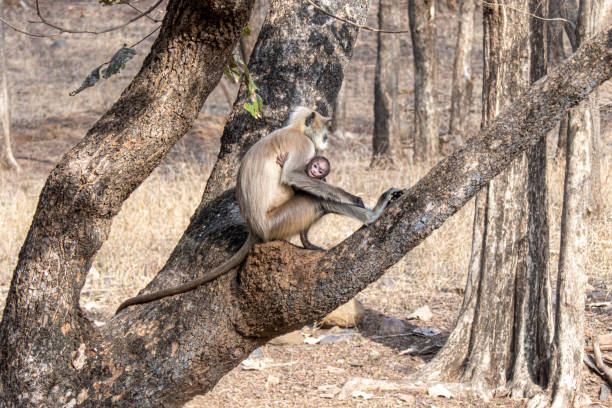 istock Semnpithecus monkeys, mother and child, in Ranthambore National Park, India. 2156068850