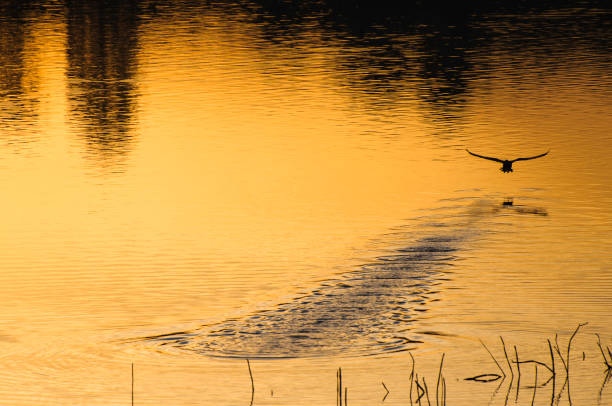 istock Bird soaring over the water at sunset. 2156068856