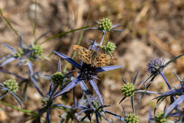 Close up of a Mallow Skipper butterfly scientific name Charcharodus alceae on a purple pland called Field Eryngo.