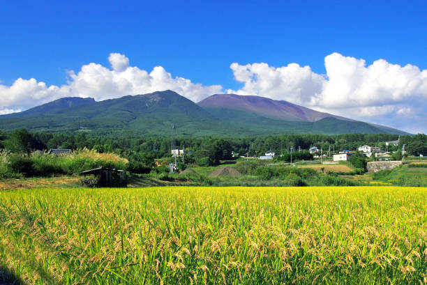 istock Active volcano Mt. Asama and rice fields ready for harvest 2156069126