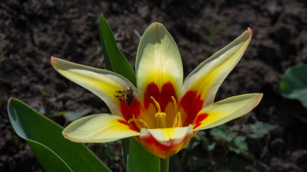 A bee collects pollen on a decorative tulip flower. Natural background. Web banner.