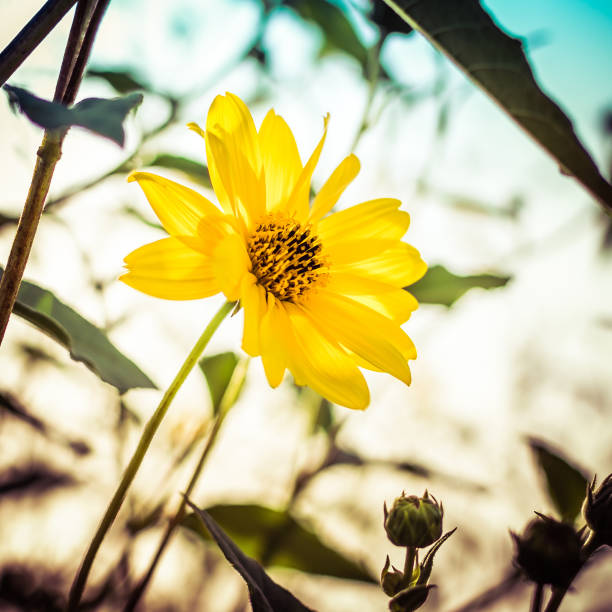 Close-Up Of Yellow Flower Blooming Outdoors