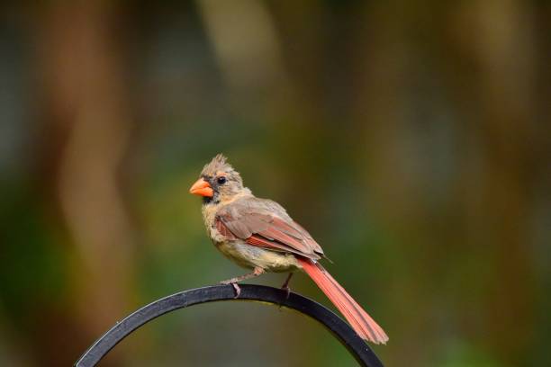 istock Northern Cardinal Female 2156071378