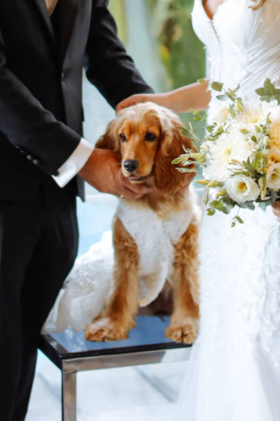 istock Bride and groom wedding with dog 2156072006