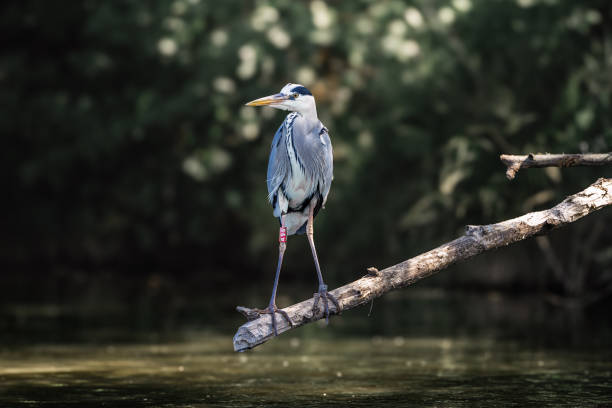 istock Grey heron perched on a tree branch above the water. 2156072375