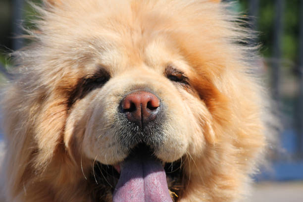 Close up of a funny and beautiful dog Chow Chow with sunglasses in the street of Venice