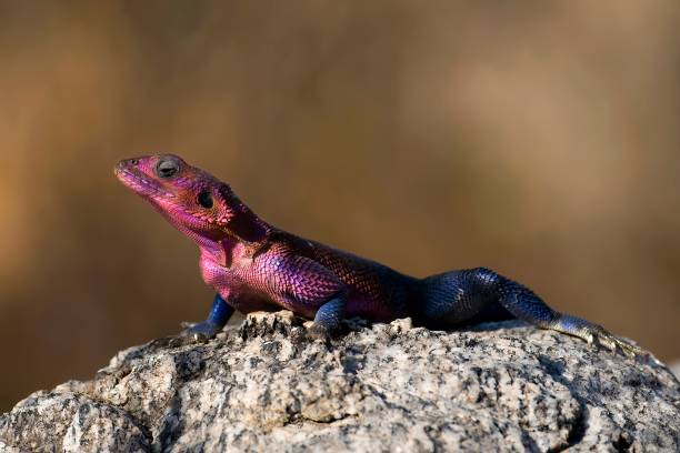 Agama Lizard Reptile - Free photo on Pixabay