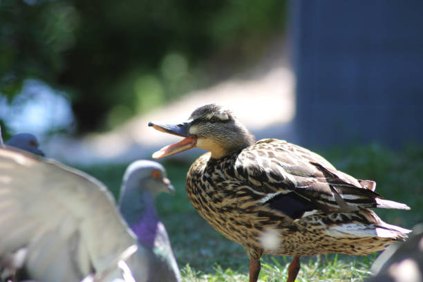A female upset mallard duck talking