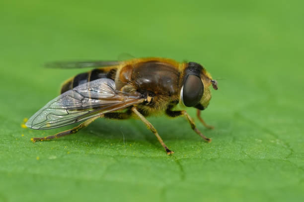 istock Closeup on the Stripe-faced Dronefly, Eristalis nemorum resting on a green leaf 2156073349