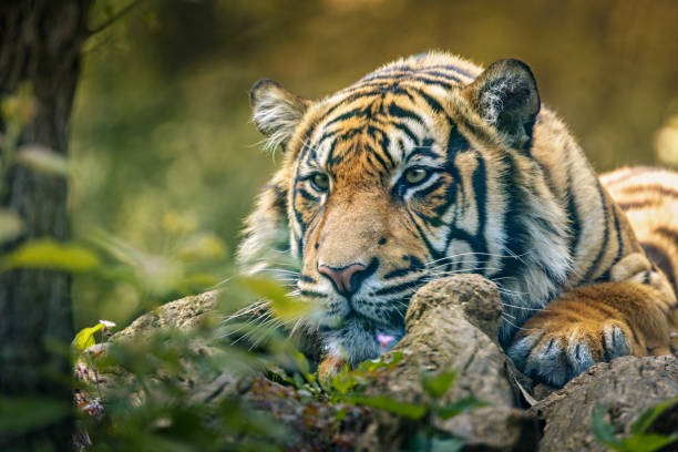 istock Tiger relaxing on rocks near trees 2156073369
