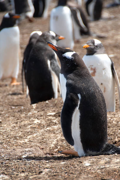 istock Colony of Gentoo Penguins 2156073468