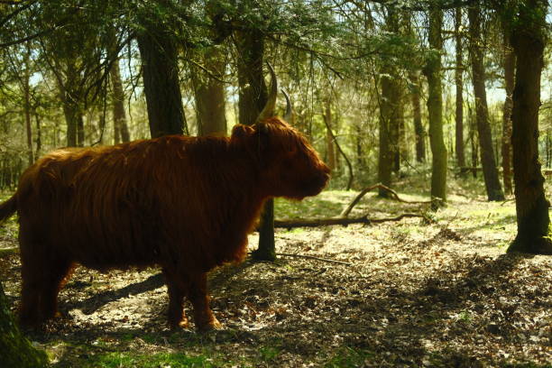 A yak gazes at a clearing in the forest