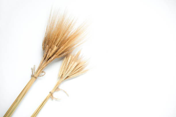 Spikelets of wheat and rye on a white background
