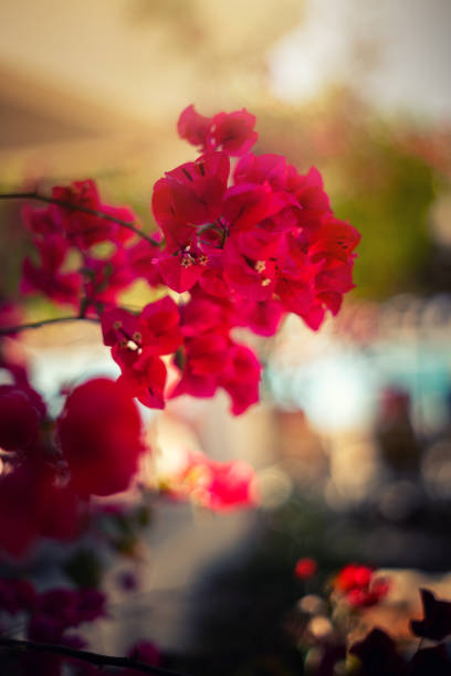 istock Pink Bugenwilla flower, blooming tropical shrub 2156074425