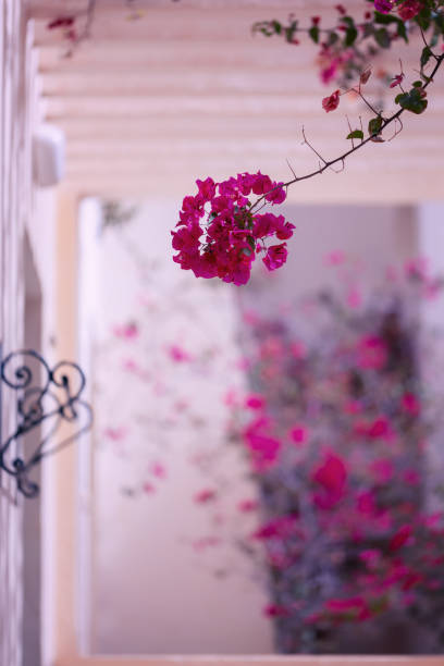 istock Pink Bugenwilla flower, blooming tropical shrub 2156075208
