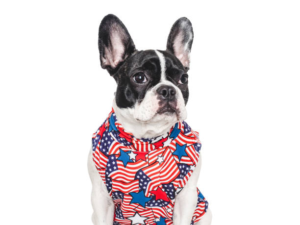istock Cute puppy and T-shirt with an American Flag pattern 2156076571