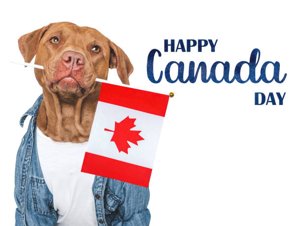 istock Happy Canada Day. Canadian Flag and cute dog 2156076584