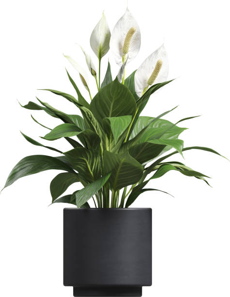 istock Side view of potted Peace Lily - Spathiphyllum 2156076771