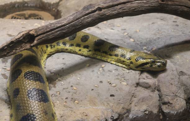 istock Green Anaconda Snake On a Rock 2156076856