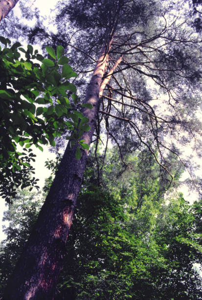 Villa Taranto, one of the tallest trees