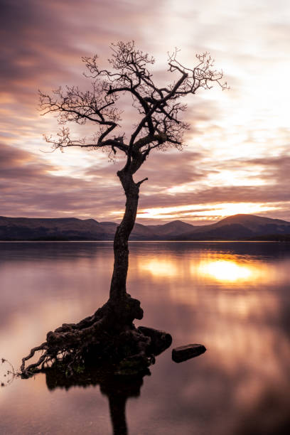 istock single oak tree in lake - milarrochy bay 2156077767