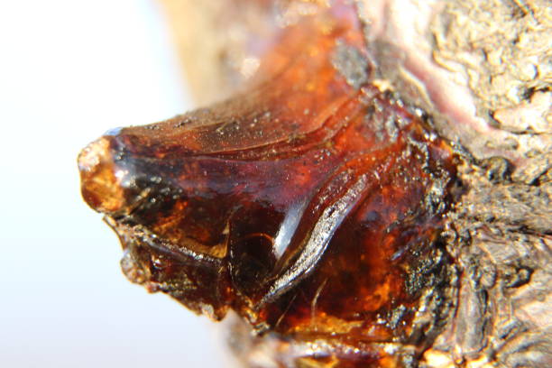 A close up of a sea creature. Close
