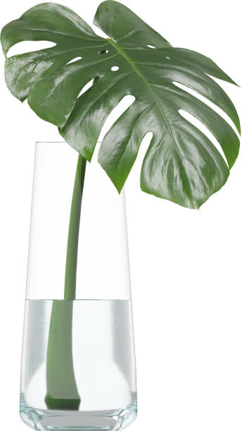 istock Side view of glass vase with Monstera leaf 2156078633