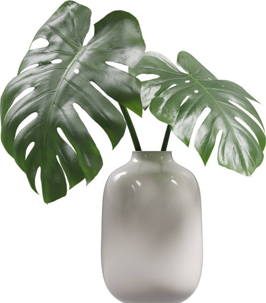 istock Side view of white ceramic vase with Monstera leafs 2156078635