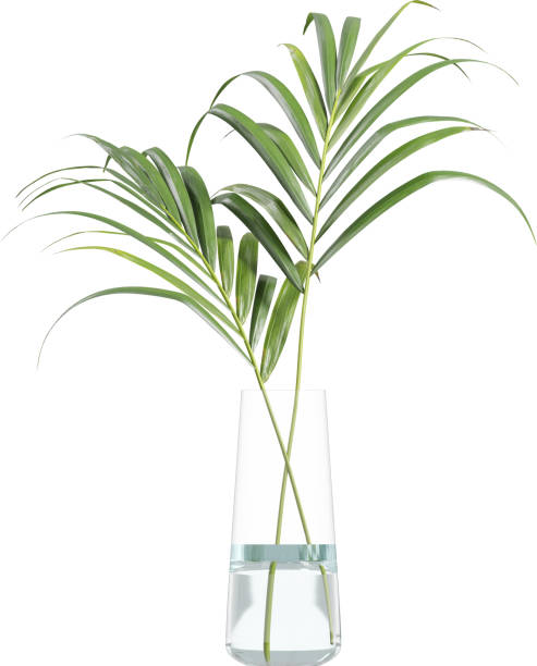 istock Side view of glass vase with Areca leafs 2156079024