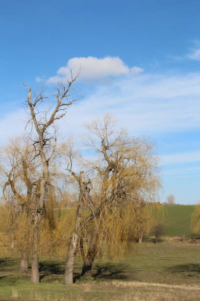 istock A group of trees in a field 2156079033