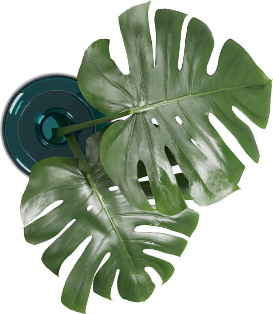 Top view of blue glass vase with Monstera leafs