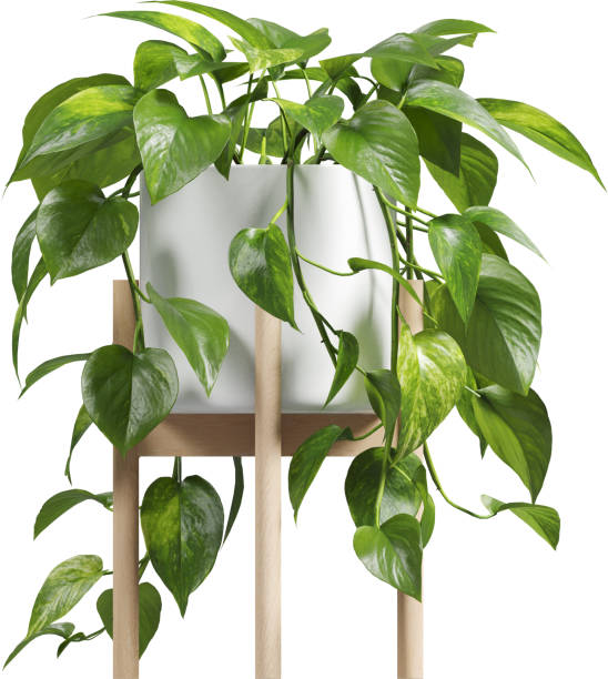 istock Side view of potted Golden Pothos - Epipremnum Aureum 2156080936