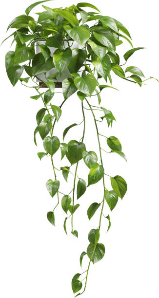 istock Side view of potted Golden Pothos - Epipremnum Aureum 2156081074