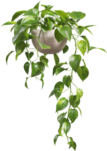 istock Side view of potted Golden Pothos - Epipremnum Aureum 2156081184