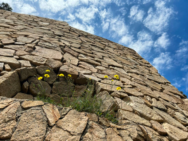 Yellow dandelion flowers on a stone wall. Close-up.
