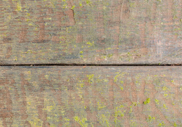 Old wood board with moss and lichen. Rustic wood background.