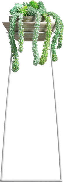 istock Side view of potted Succulent Plant 2156083514
