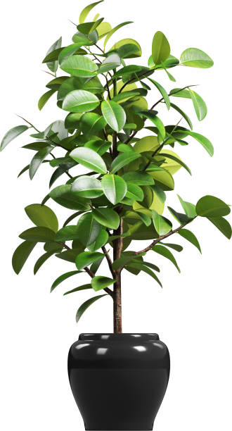 istock Side view of potted Rubber Tree - Ficus Elastica 2156084797