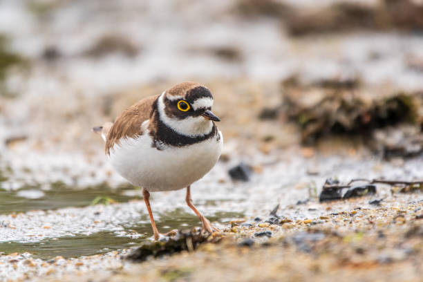 istock Little ringed plover (Charadrius dubius), bird standing on the lake shore 2156084934